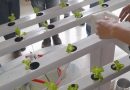 Curso de Hidroponia Cultivo no Sistema NFT ( Nutrient Film Technique ) – março de 2026